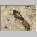 Aphrophora alni - Erlenschaumzikade 08c 8mm Paarung.jpg